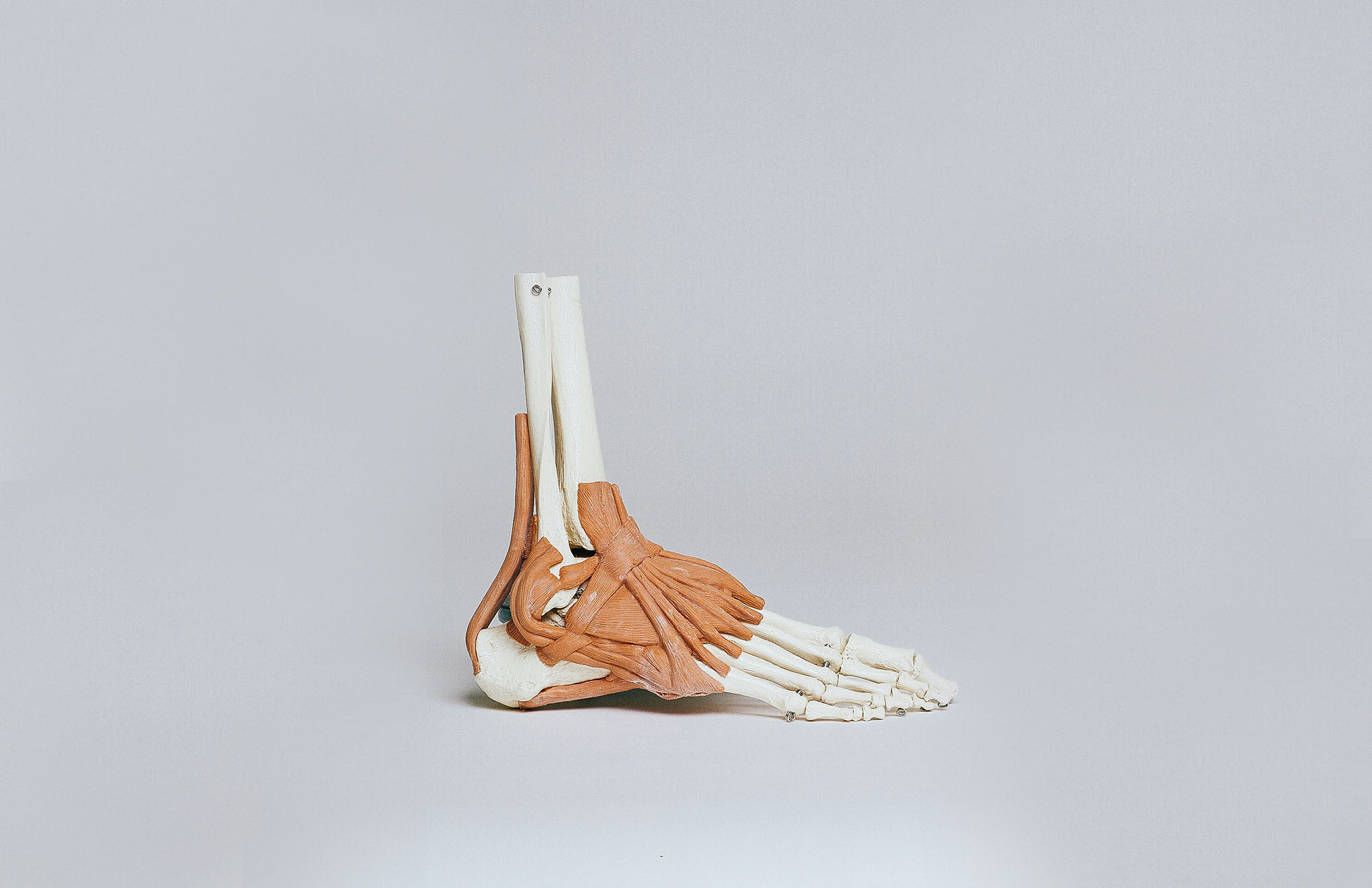 model mięśni i szkieletu